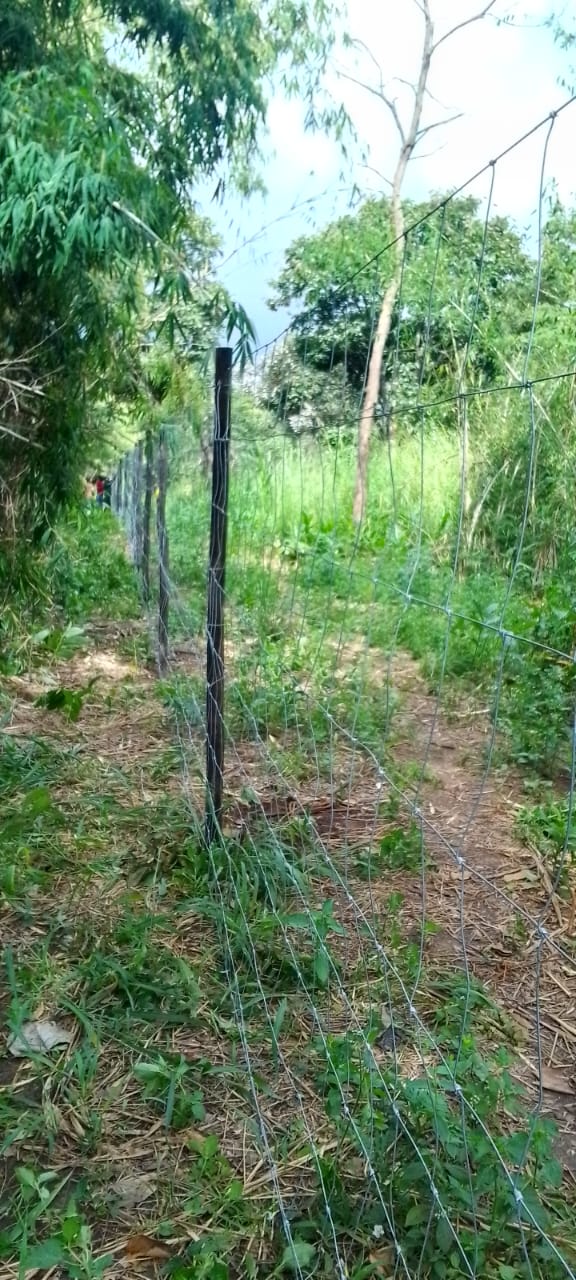 Cheelo Farm 2
